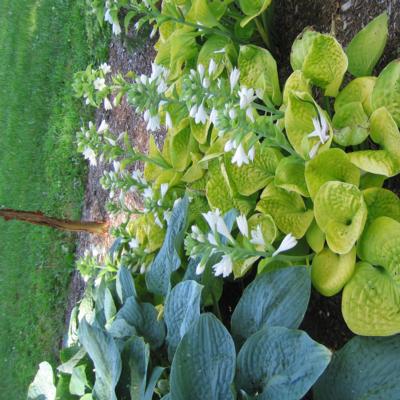 Hosta 'Maui Buttercups'